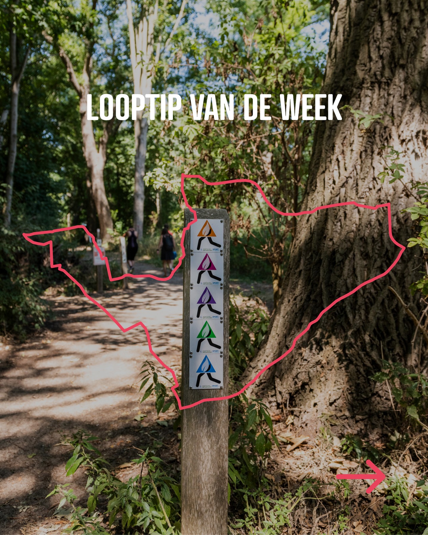 Deze week geen wandeltip, maar een looptip! 🏃‍♀️
Onze groene looplus is ideaal voor beginnende lopers. Volg de bewegwijzering en geniet onderweg van duinen, bos en een flinke portie buitenlucht. 🌿
Liever toch wandelen? Dat kan natuurlijk ook. 😊
depanne.be/natuurlus-groen