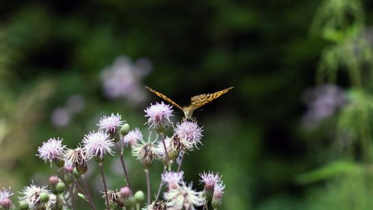 Vlinder op een paarse bloem