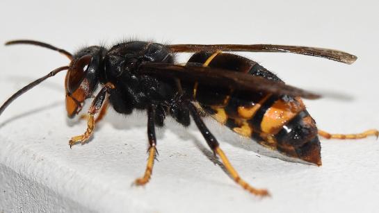 Beeld van een Aziatische hoornaar