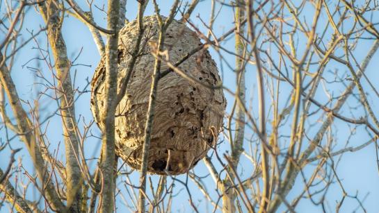 Secundair nest van de Aziatische hoornaar