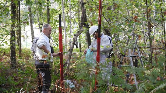 2 imkers bestrijden een nest van een aziatische hoornaar in het bos