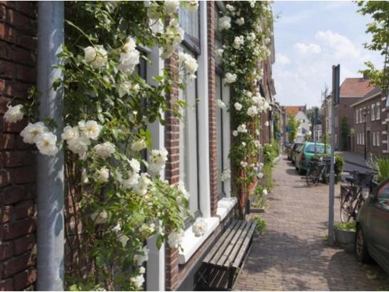 een tuintje tegen je gevel