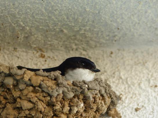 een boerenzwaluw in diens nest
