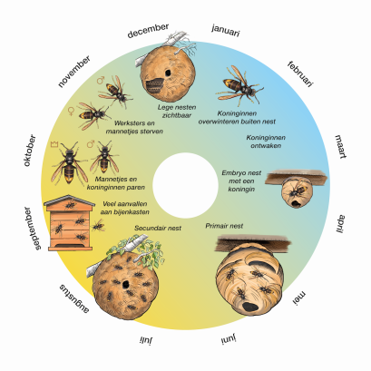 Cyclus Aziatische hoornaars